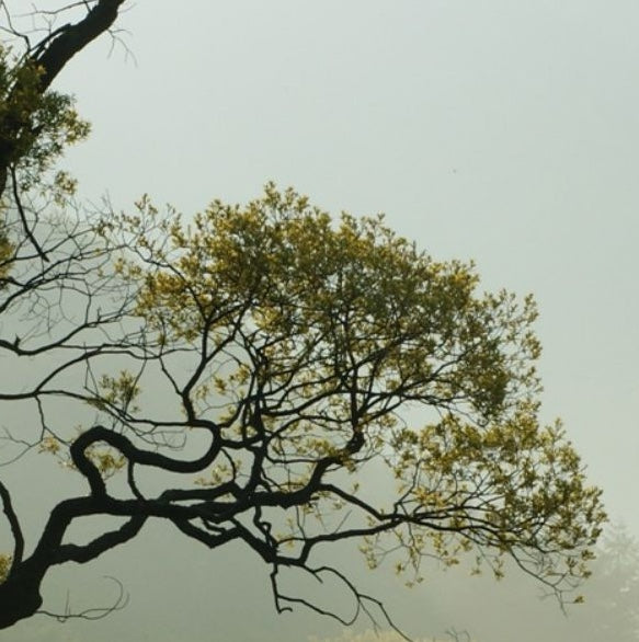 Eczema Symptoms: How to Identify and Treat Eczema Naturally